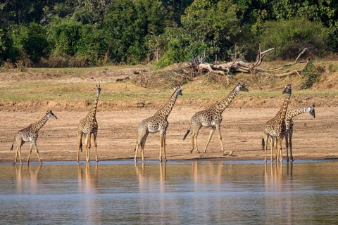 Rhodesian giraffe
