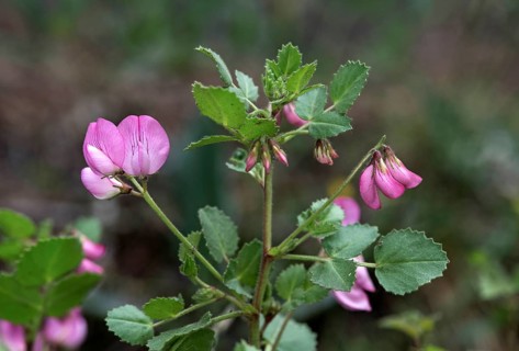 Round-leaved restharrow