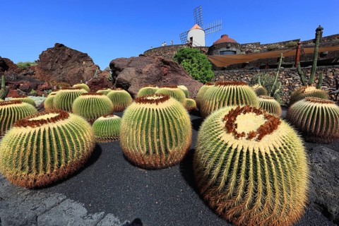 Golden barrel cactus