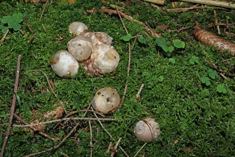 Mushroom