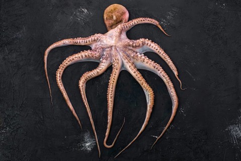 Top view of raw large octopus on black background