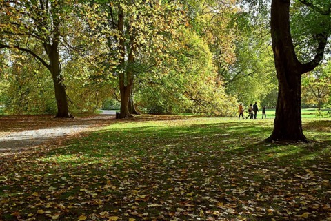 Deciduous trees in the Georgengarten
