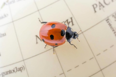 Ladybug walking on a little colorful model globe
