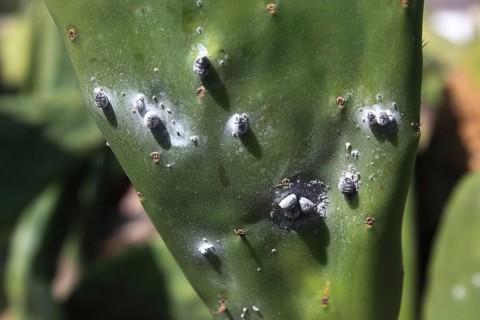 (Opuntia) plantations for the breeding of the cochineal scale insect, near Guatiza, Lanzarote,