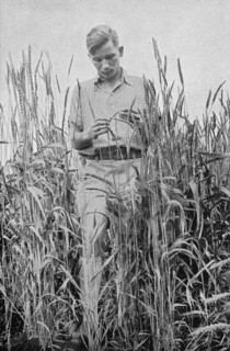 Young farmer in a cornfield
