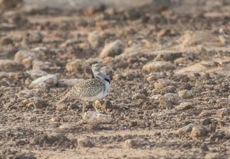 Rare cantilever bustard