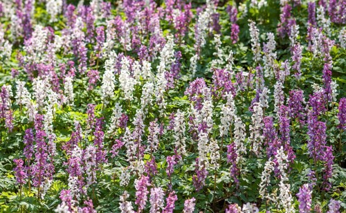 Hollow larkspur