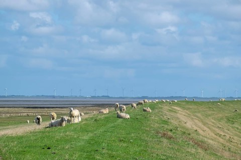 Coastal landscape with dike and sheep