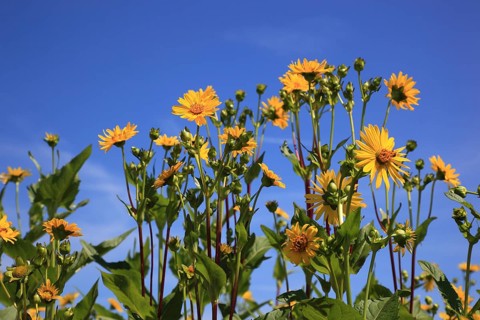 Cup plant