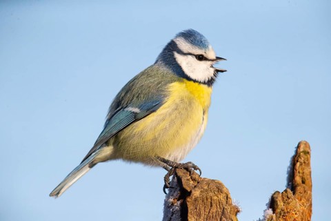 Blue tit