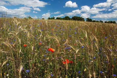 Field of blue and red wild herbs between cereal stalks in front of a group of trees and blue sky with white clouds