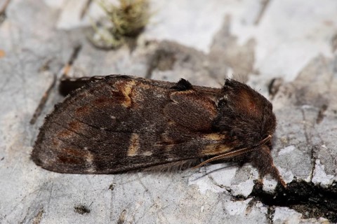 Dromedary Tooth Moth Butterfly with closed wings sitting on tree trunk seen on right side