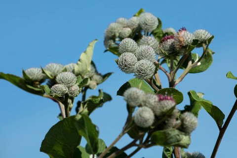 Felt bur some shoots with green leaves and grey flowers against a blue sky