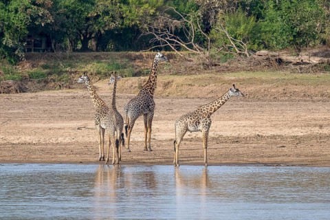 Rhodesian giraffe
