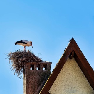 Stork in nest on chimney
