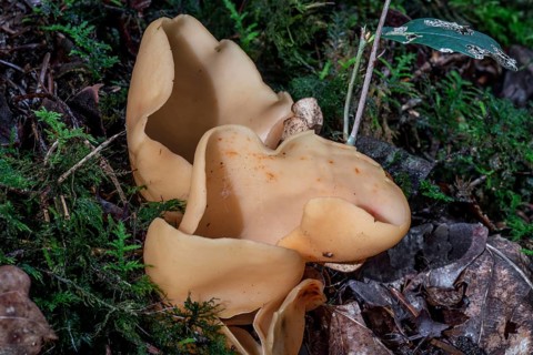 Hare's ear