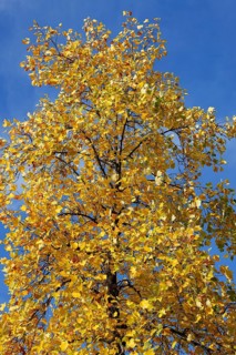Tulip tree