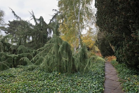 Juniper