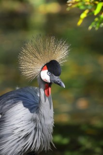 Black crowned crane