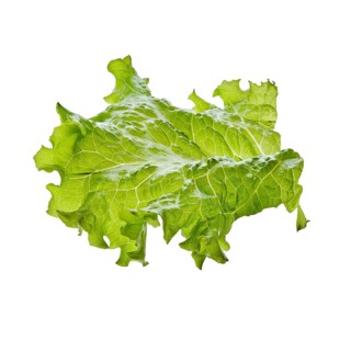 Fresh leaf of salad isolated on white background