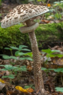 Parasol or giant parasol mushroom