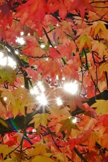 Magnificent amber trees
