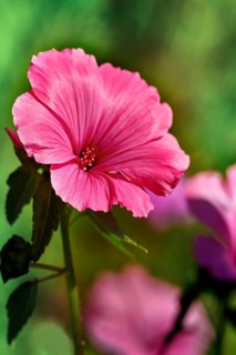 Flowering mallow