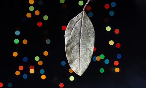 Dry leaf on a bokeh lighton a dark background