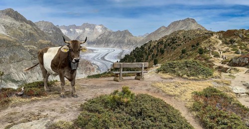 Cow grazing