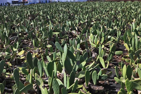 (Opuntia) plantations for the breeding of the cochineal scale insect, near Guatiza, Lanzarote,