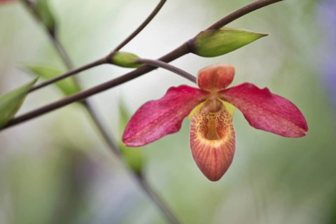 Lady's slipper orchid