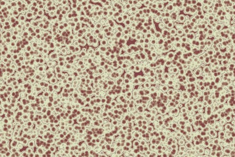 Shape of bacterial cell: cocci