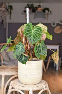 Topical 'Philodendron Verrucosum' houseplant with dark green veined velvety leaves in flower pot