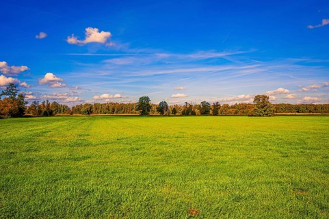 A fallow grain field covered with grass in autumn
