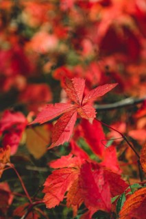 Virginia creeper