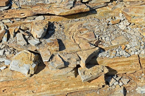Approx. 300 million year old fossils of Mesosaurus tenuidens near Keetmanshoop