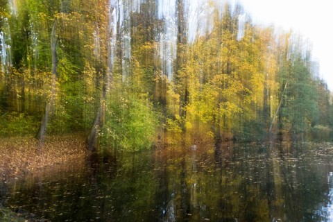 Autumnal coloured trees at a pond