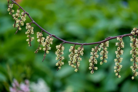Chinese ä¸­å›½æ—ŒèŠ‚èŠ±