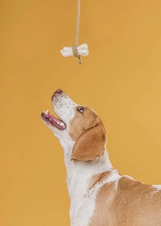 Happy dog looking up bone