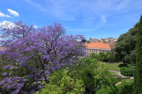 Jacaranda tree at Mae de Agua reservoir museum garden
