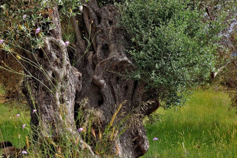 Old olive trees with thick trunks