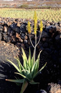 Aloe Vera Plantation at Orzola
