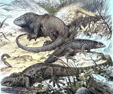 Galapagos
