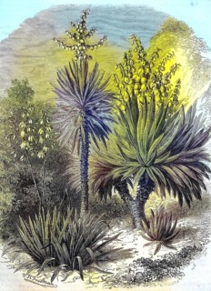Spanish bayonet