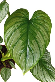 Leaf of tropical 'Philodendron Mamei' houseplant with with silver pattern on white background