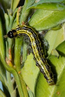 Boxwood tongues caterpillar hanging on green leaf looking up
