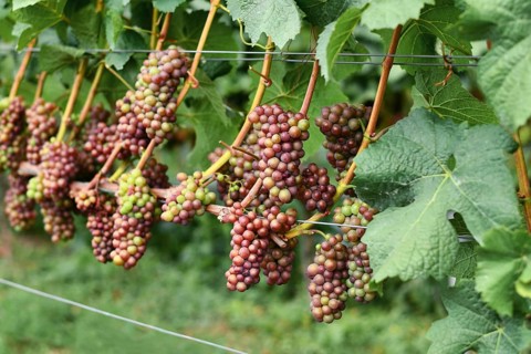 Grapes turning from green to pink color when becoming ripe in late summer