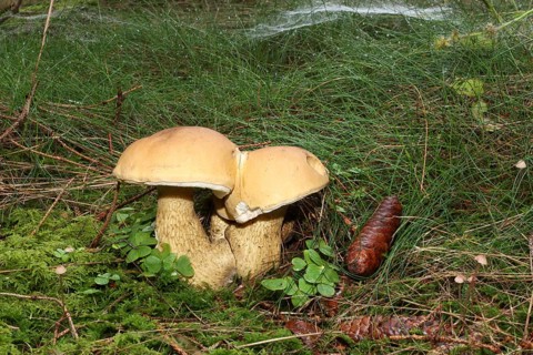 Bitter bolete