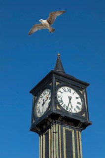 Seagull