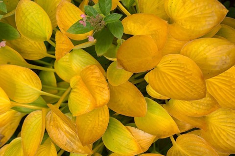 Autumnal